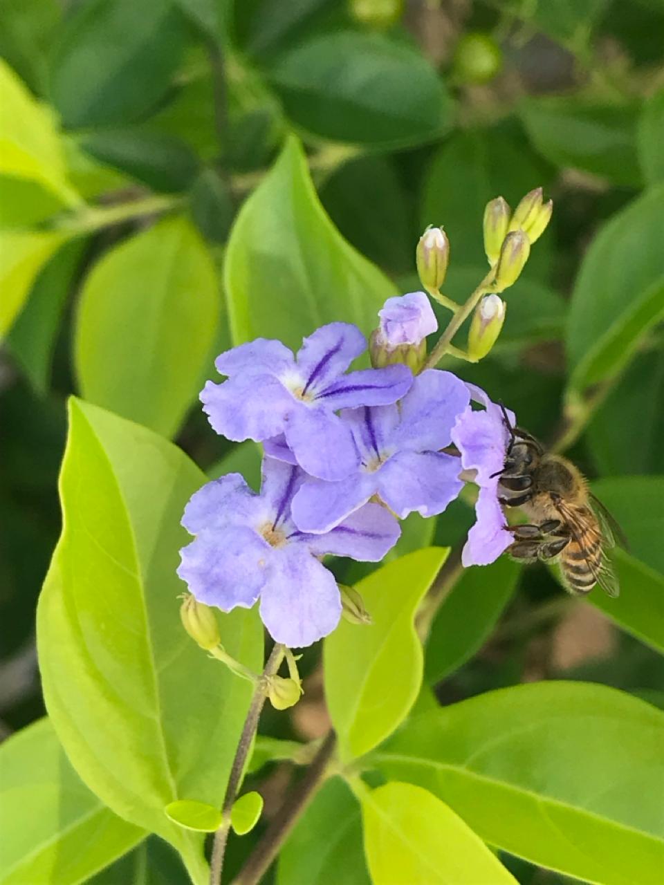 flor